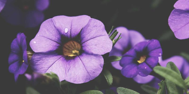 孕期与哺乳期能否使用希希美亚？成分安全解析与日式禅意美容技巧